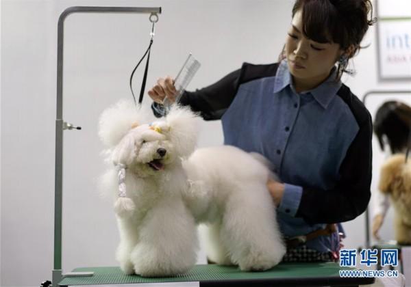 3月31日,在日本东京举行的国际宠物用品博览会上,宠物美容师在为宠物