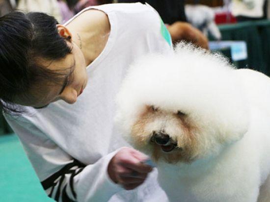 黏米宠物美容黏米宠物美容黏米宠物美容主营产品:宠物美容