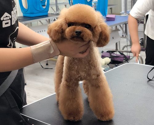 狗博士宠物美容培训学校(北京)_供应产品